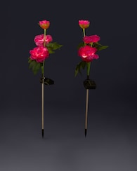 Produktabbildung für Solar-Pfingstrosen, 2er-Set