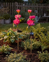 Produktabbildung für Solar-Pfingstrosen, 2er-Set