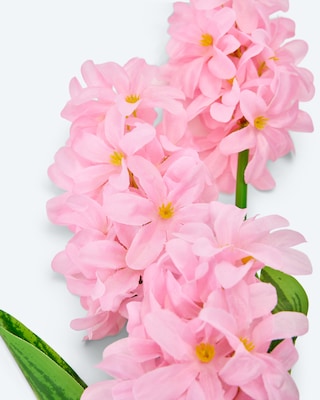 Produktabbildung 5 für Solar-Hyazinthen, 2er-Set