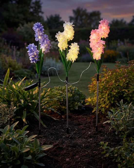 Produktabbildung für Solar-Hyazinthen, 3er-Set