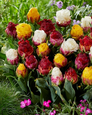 Produktabbildung 2 für Gefüllte Tulpen und Stern-Narzissen, 15tlg.