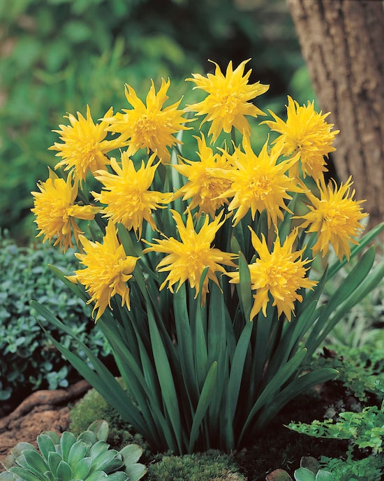 Produktabbildung für Gefüllte Tulpen und Stern-Narzissen, 15tlg.