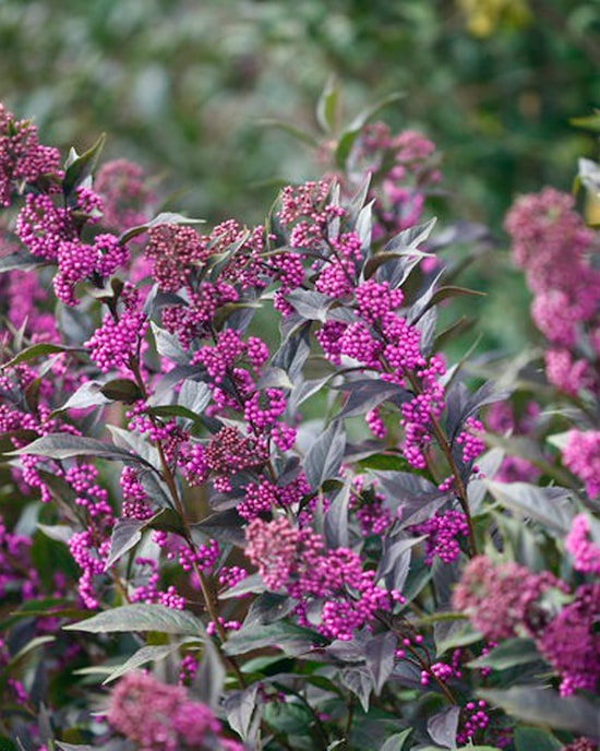 Produktabbildung für Liebesperlenstrauch Callicarpa