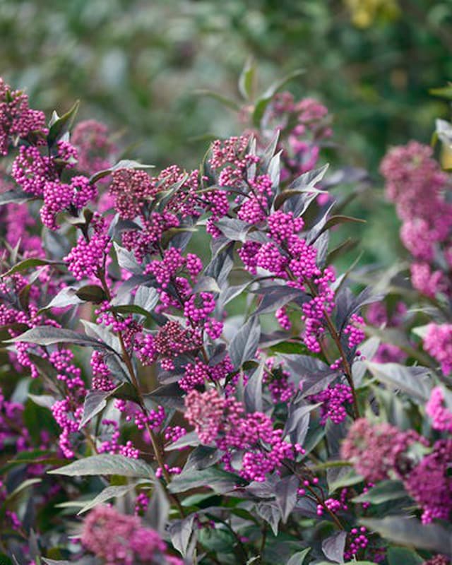 Liebesperlenstrauch Callicarpa