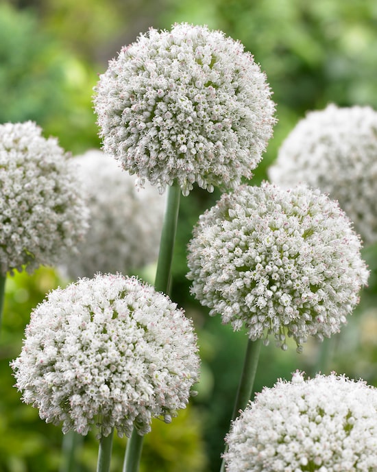 Produktabbildung für Allium-Blüten-Bälle, 25tlg.