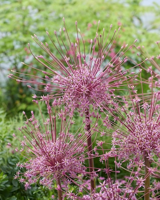 Produktabbildung 2 für Allium-Blüten-Bälle, 25tlg.