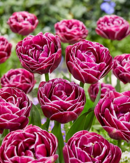 Produktabbildung für Tulpen, 3 Sorten