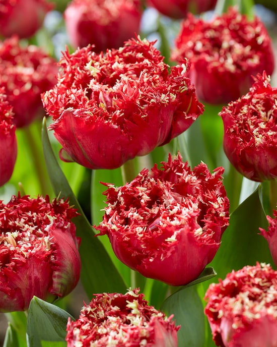 Produktabbildung für Fransen-Tulpen + Narzissen