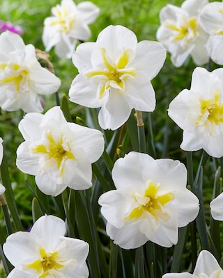 Produktabbildung 3 für Fransen-Tulpen + Narzissen