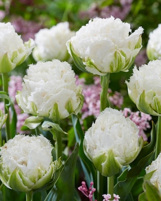 Produktabbildung 2 für Fransen-Tulpen + Narzissen