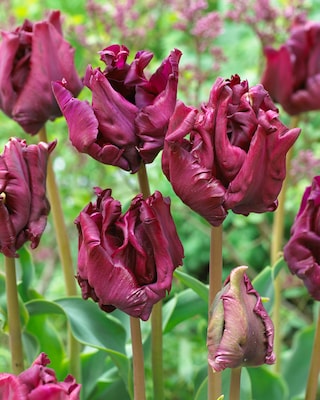 Produktabbildung 3 für Papageien-Tulpen, 3 Sorten