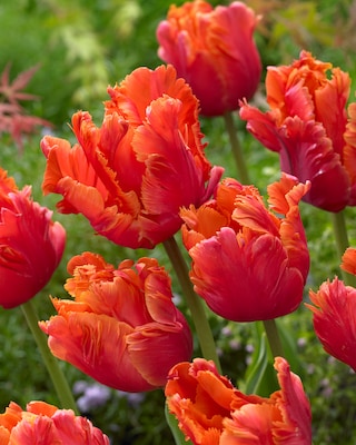 Produktabbildung 2 für Papageien-Tulpen, 3 Sorten