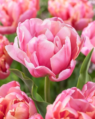 Produktabbildung 2 für Zweifarbige Tulpen, 22tlg.
