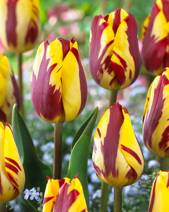 Produktabbildung für Zweifarbige Tulpen, 22tlg.