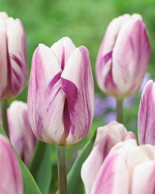 Produktabbildung 3 für Zweifarbige Tulpen, 22tlg.