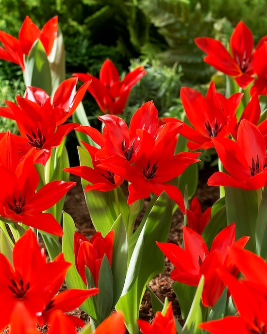 Produktabbildung für Märzenbecher und Tulpen, 22tlg. Set