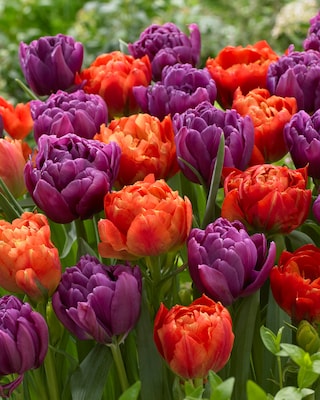 Produktabbildung 2 für Tulpen "Blend Bravoure", 16tlg.