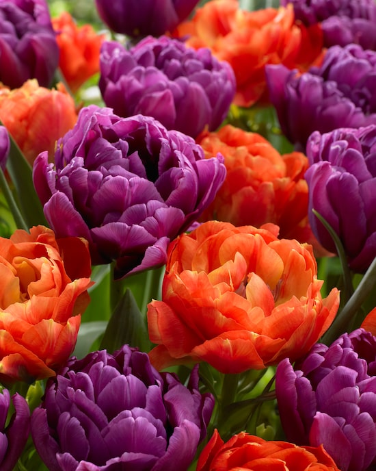 Produktabbildung für Tulpen "Blend Bravoure", 16tlg.