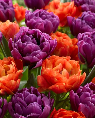 Produktabbildung 1 für Tulpen "Blend Bravoure", 16tlg.
