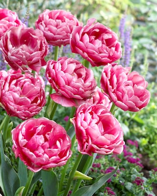 Produktabbildung 3 für Gefüllte Tulpen, 18tlg.