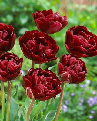 Produktabbildung 2 für Gefüllte Tulpen, 18tlg.