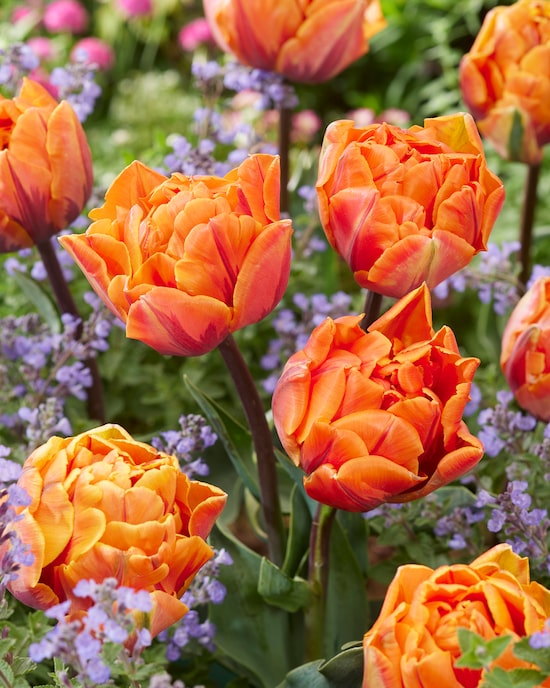 Produktabbildung für Gefüllte Tulpen, 18tlg.