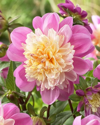 Produktabbildung 3 für Anemone Dahlien, 3 Sorten