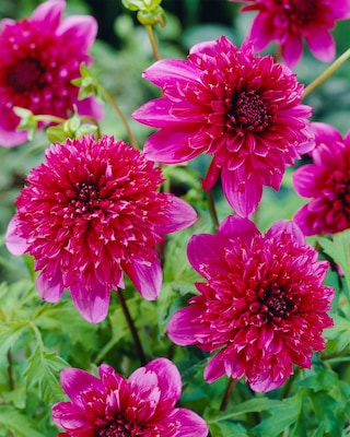 Produktabbildung 1 für Anemone Dahlien, 3 Sorten
