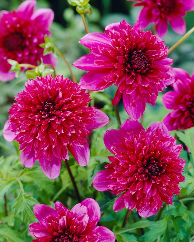 Anemone Dahlien, 3 Sorten