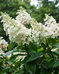 Produktabbildung für Rispenhortensie "Wim's Red"