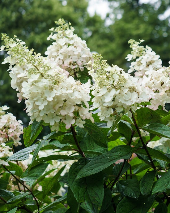 Produktabbildung für Rispenhortensie "Wim's Red"