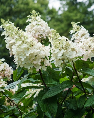 Produktabbildung 1 für Rispenhortensie "Wim's Red"