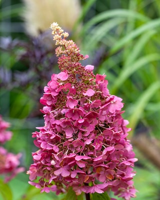 Produktabbildung 3 für Rispenhortensie "Wim's Red"