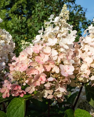 Produktabbildung 2 für Rispenhortensie "Wim's Red"
