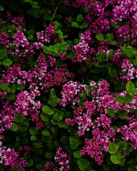 Produktabbildung für Zwerg Flieder Red Pixie