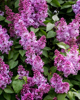 Produktabbildung 2 für Zwerg Flieder Red Pixie