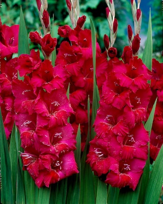 Produktabbildung 2 für Besondere Gladiolen