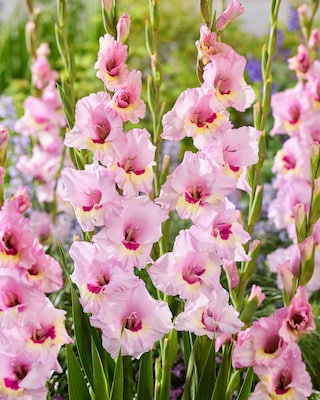 Produktabbildung 3 für Besondere Gladiolen