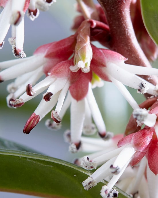 Produktabbildung für Duftende Schattenblume