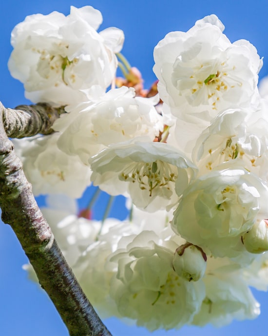 Produktabbildung für Gefüllte Chinakirsche, weiß