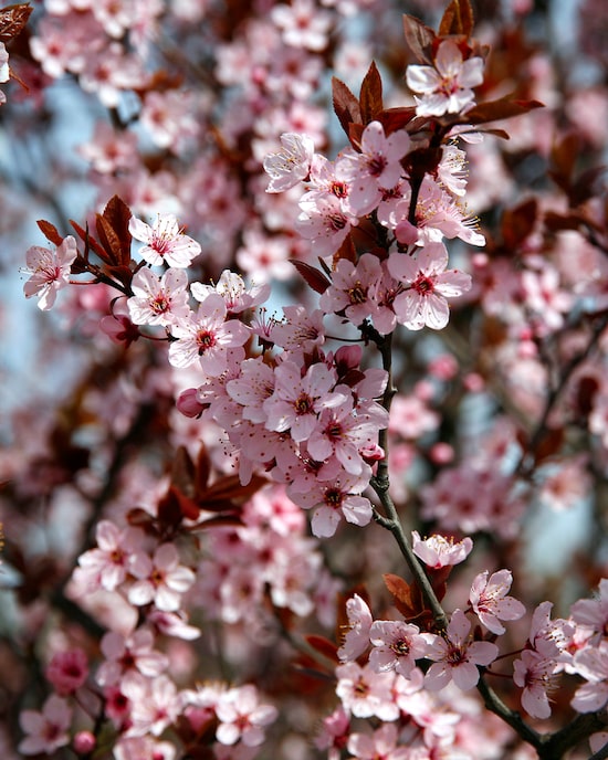Produktabbildung für Blütenwunder Zierpflaume