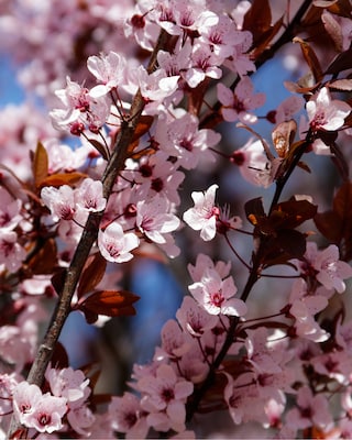 Produktabbildung 2 für Blütenwunder Zierpflaume