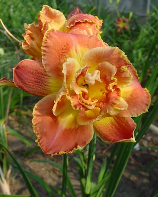 Produktabbildung 1 für Taglilien-Träume, 4tlg.