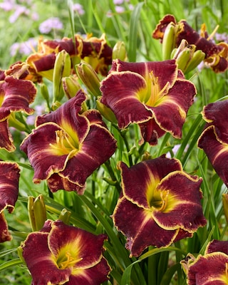 Produktabbildung 2 für Taglilien-Träume, 4tlg.