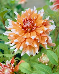 Produktabbildung für Dahlien mit XXL Blüten, 3 Sorten