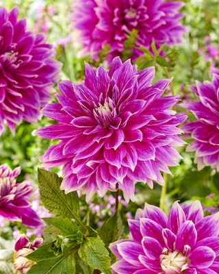 Produktabbildung 2 für Dahlien mit XXL Blüten, 3 Sorten