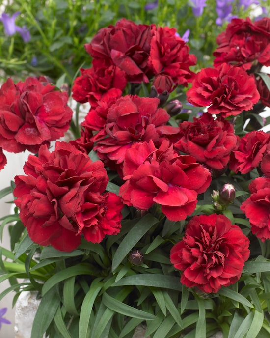 Produktabbildung für Gartennelken, gefüllt, 2 Sorten