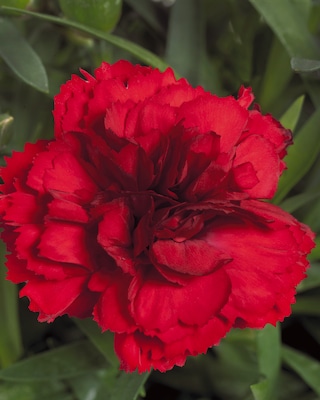 Produktabbildung 2 für Gartennelken, gefüllt, 2 Sorten