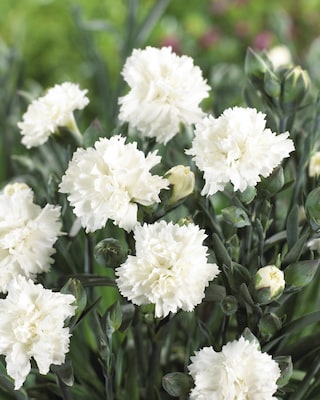 Produktabbildung 3 für Gartennelken, gefüllt, 2 Sorten