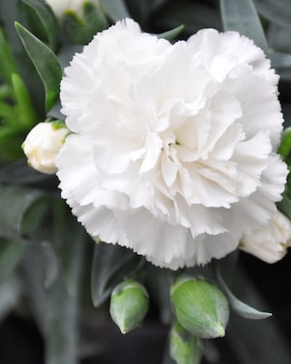 Produktabbildung 4 für Gartennelken, gefüllt, 2 Sorten